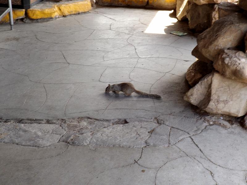 DSCF0116.JPG - Grand Canyon - squirrel