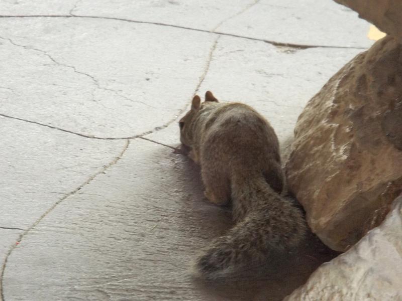 DSCF0117.JPG - Grand Canyon - squirrel