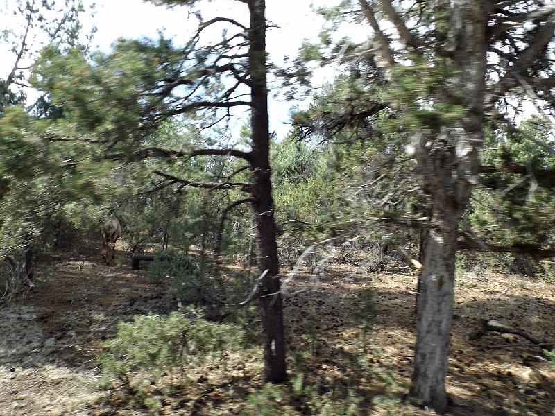 DSCF0132.JPG - Grand Canyon - elk...taken from moving bus