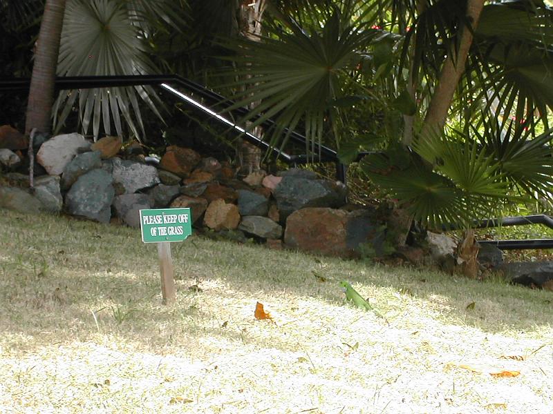 DSCN5115.JPG - Iguana again