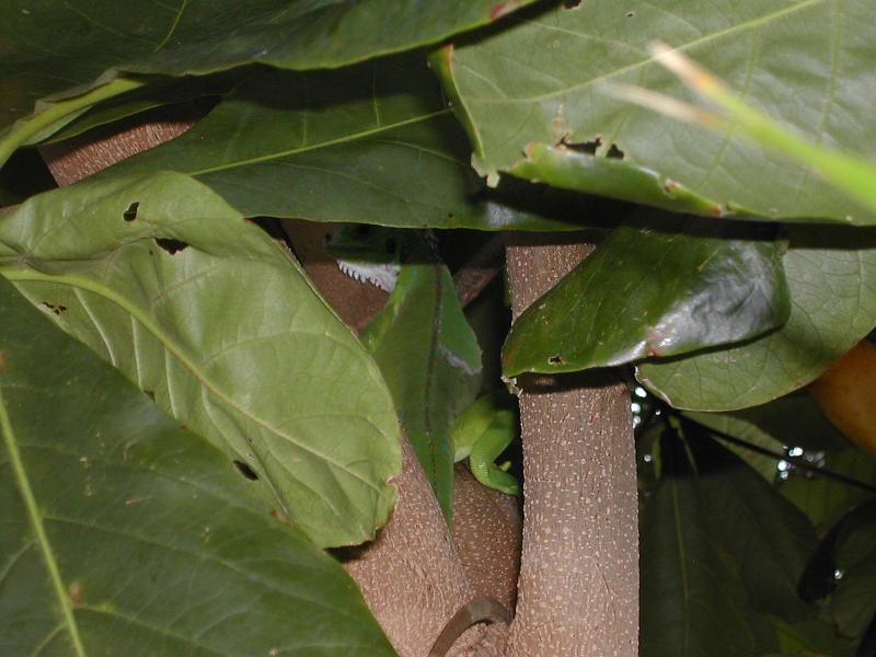 DSCN5117.JPG - Iguana again