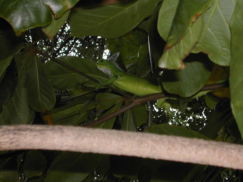 DSCN5118.JPG - Iguana again