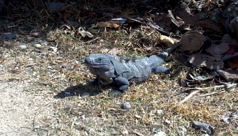 2013-01-22_12-15-03_891.jpg - Tulum - Iguana