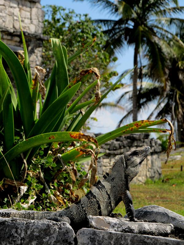 IMG_0681.JPG - Tulum.  One of our many friends.