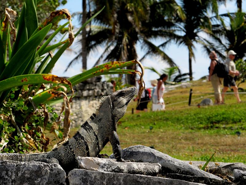 IMG_0682.JPG - Tulum.  One of our many friends.