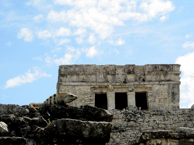 IMG_0701.JPG - Tulum - and Mr. Iguana