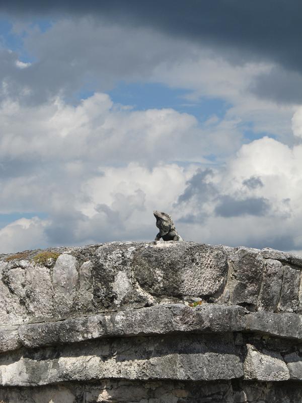 IMG_0706.JPG - Tulum - Iguana guard.