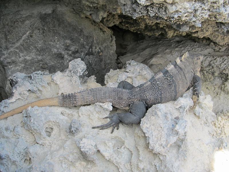 IMG_0721.JPG - Tulum - Iguana at the beach