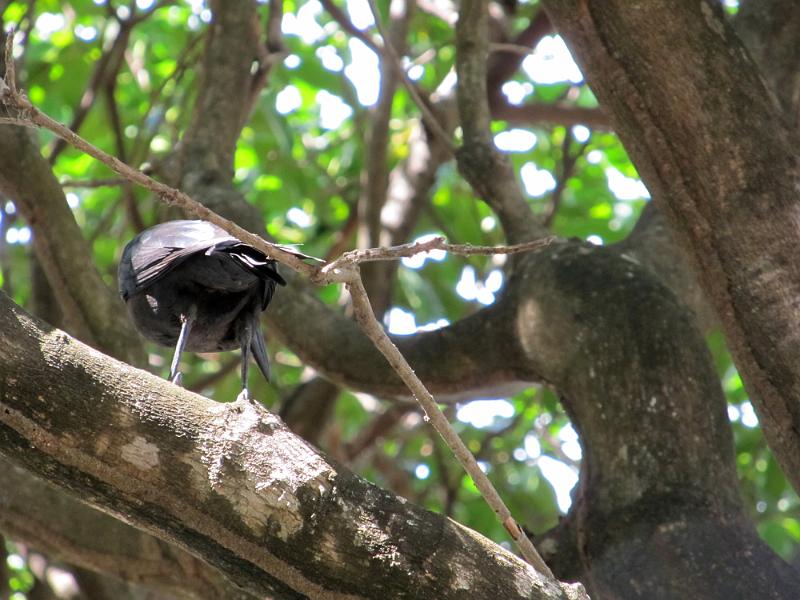 IMG_0723.JPG - Tulum