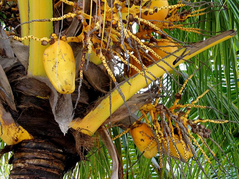 IMG_0809.JPG - Roatan Island, Honduras - West Bay. Coconut.