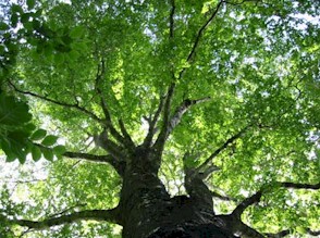 Summer-Beech-Tree